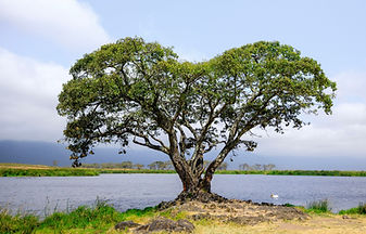 5-Day Fly in Luxury Safari from Zanzibar
