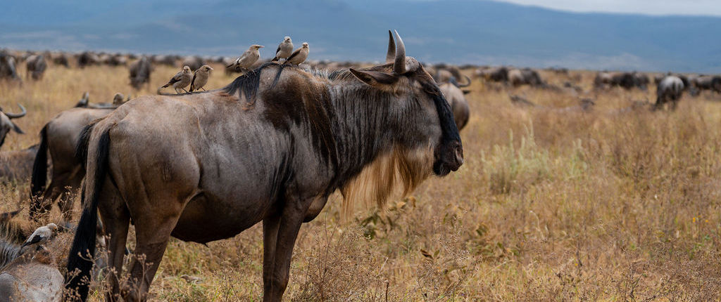 4-Day Wildebeest Migration Calving Season Safari