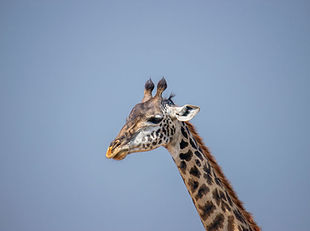 3-Day Fly in lodge Safari
