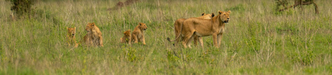 Group Joining Safari in Tanzania