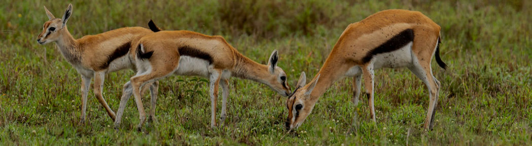 4 Days Luxury Serengeti Safari From Zanzibar (Fly-In & Fly-Out)