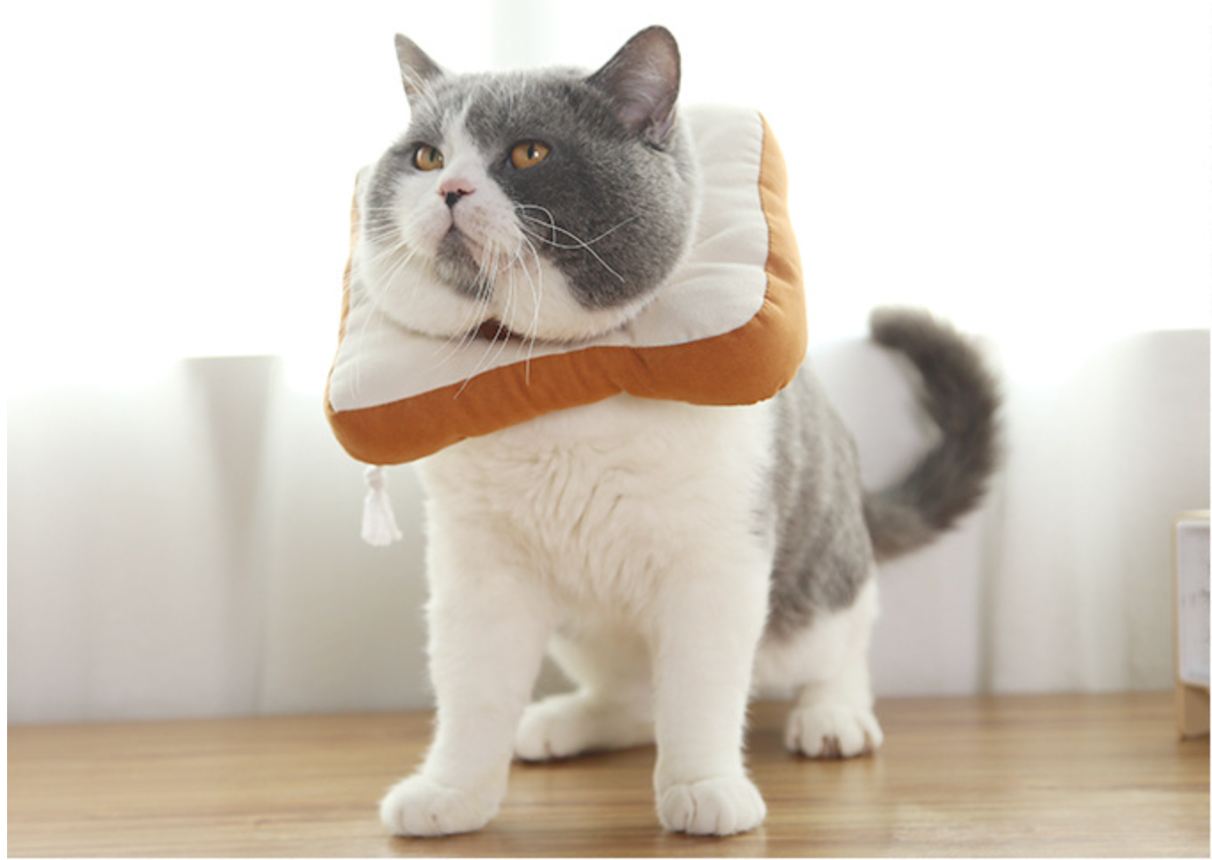 Pet adjustable Cone Recovery Collar - Bread