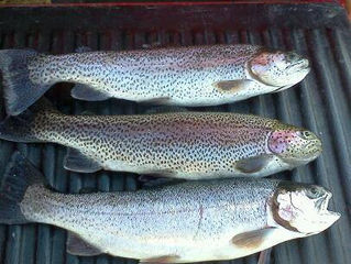 Trout fishing