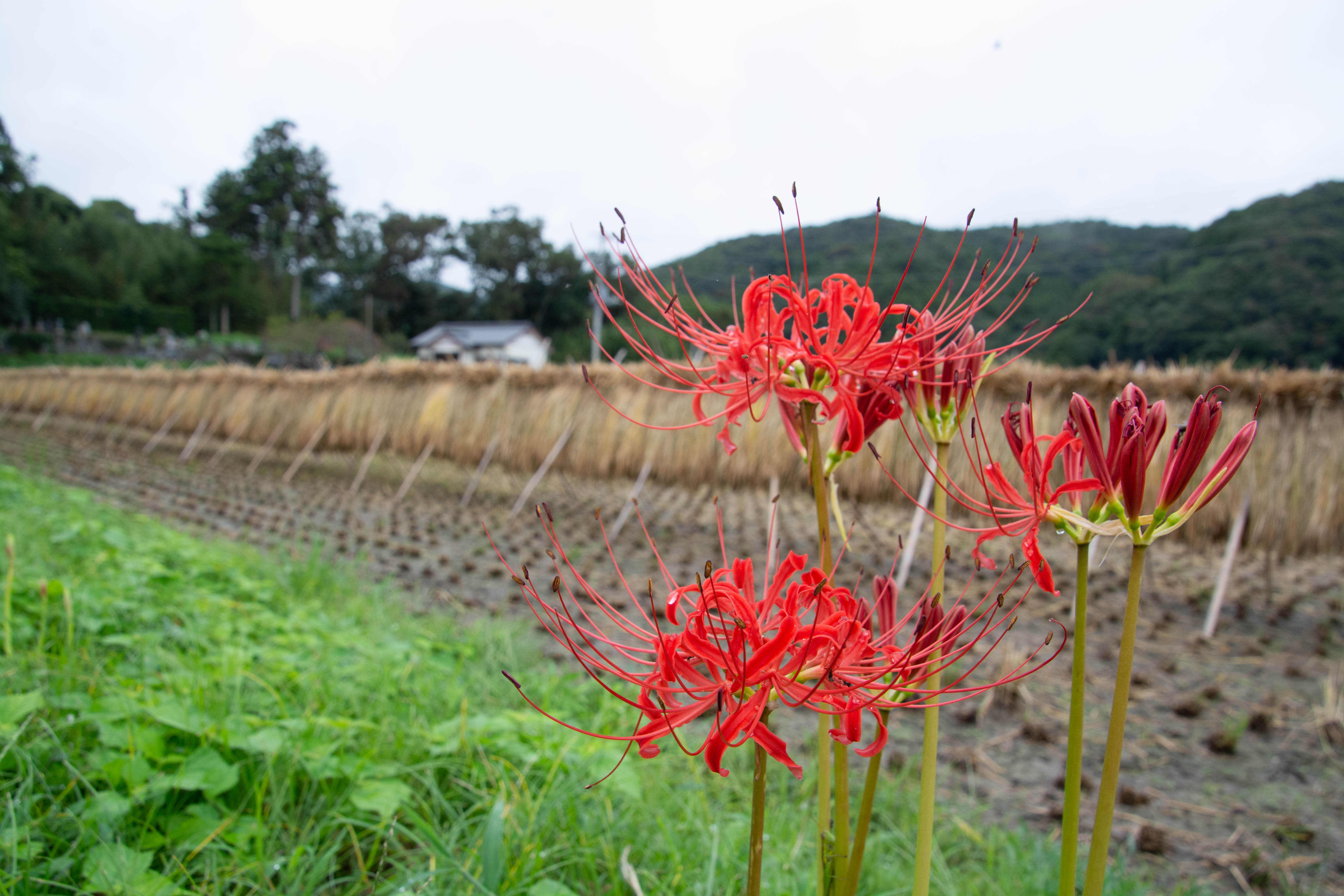 9月の田んぼ 彼岸花