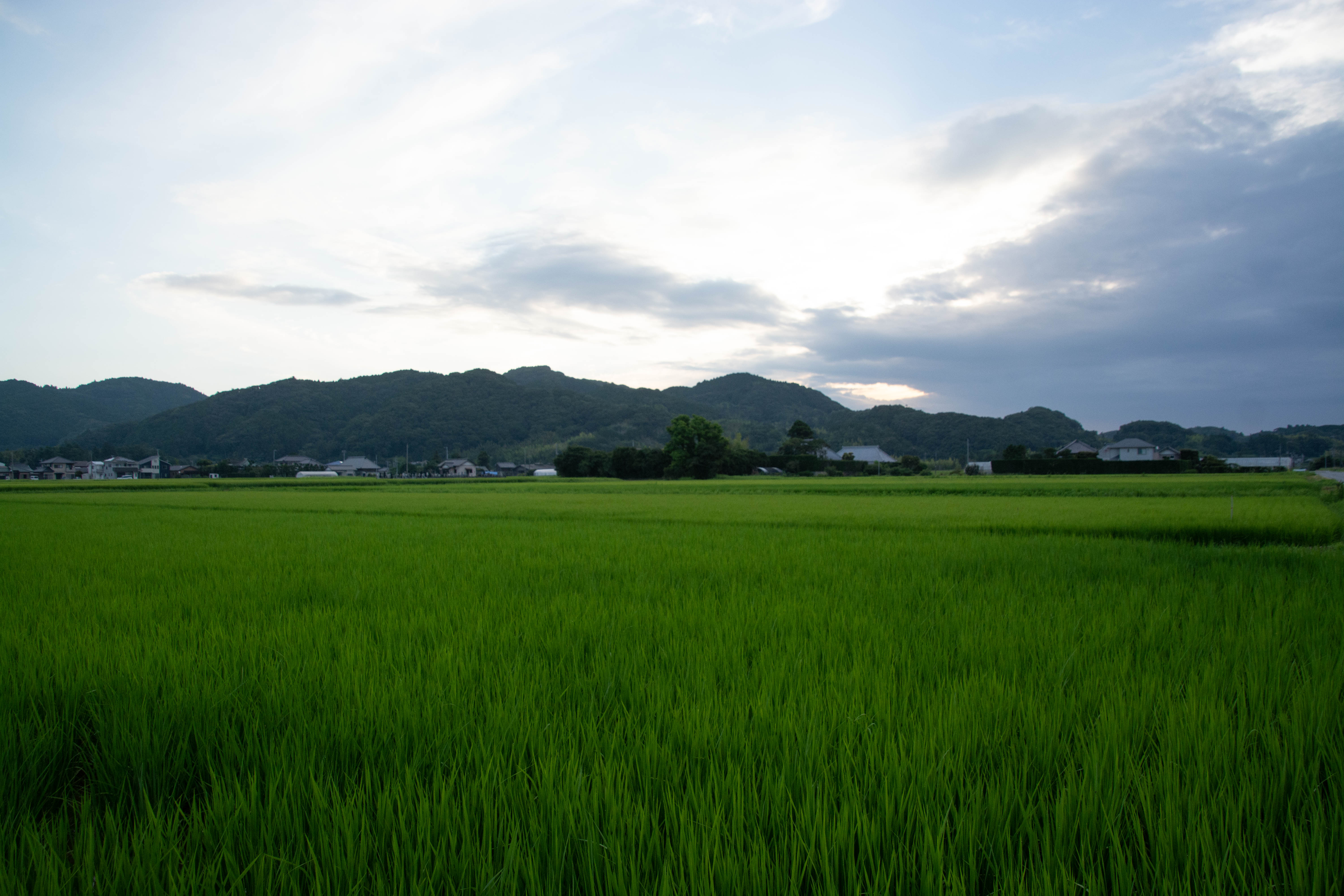 7月の田んぼ 夜明け