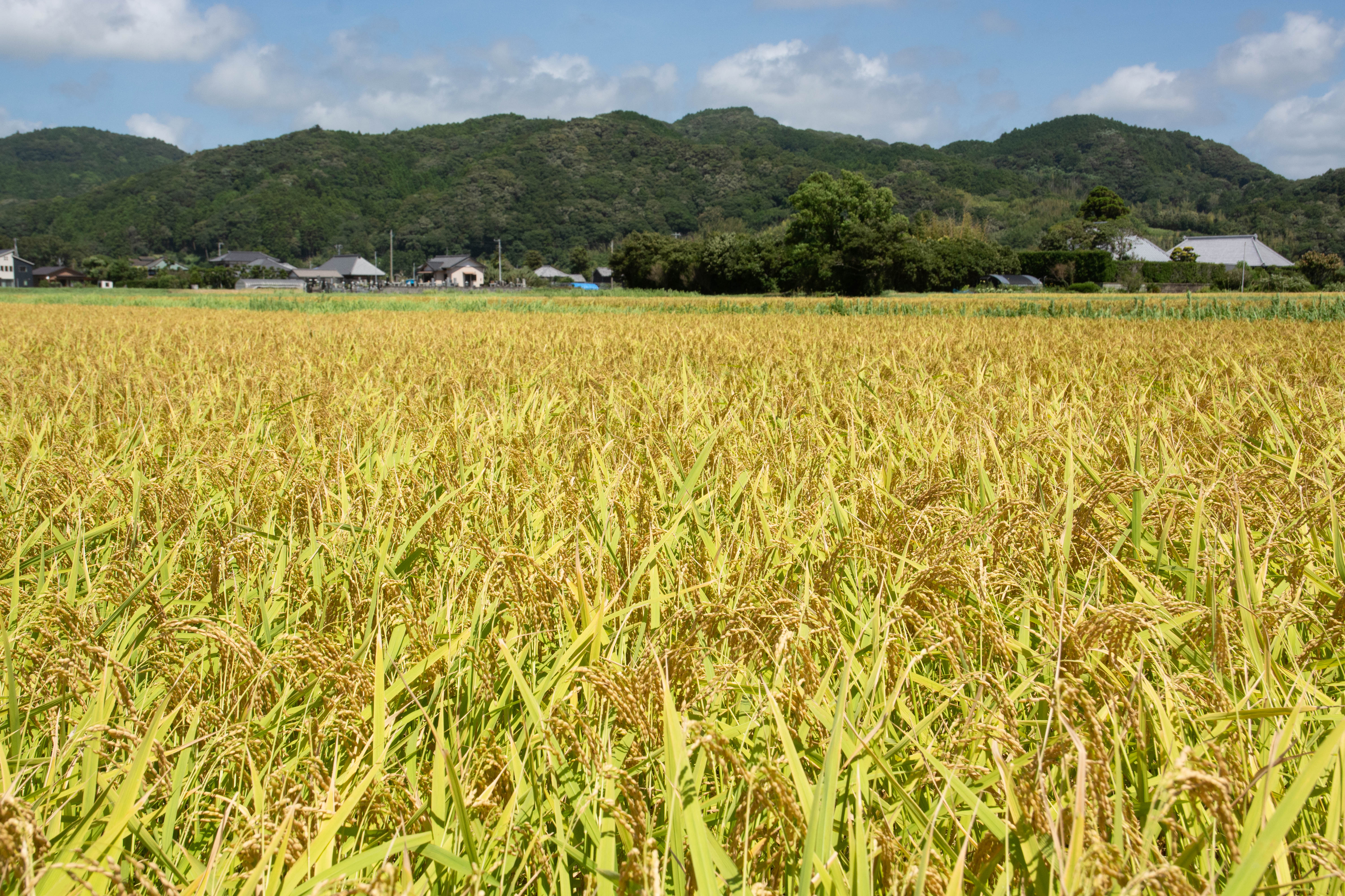 8月の田んぼ 黄金色に輝く