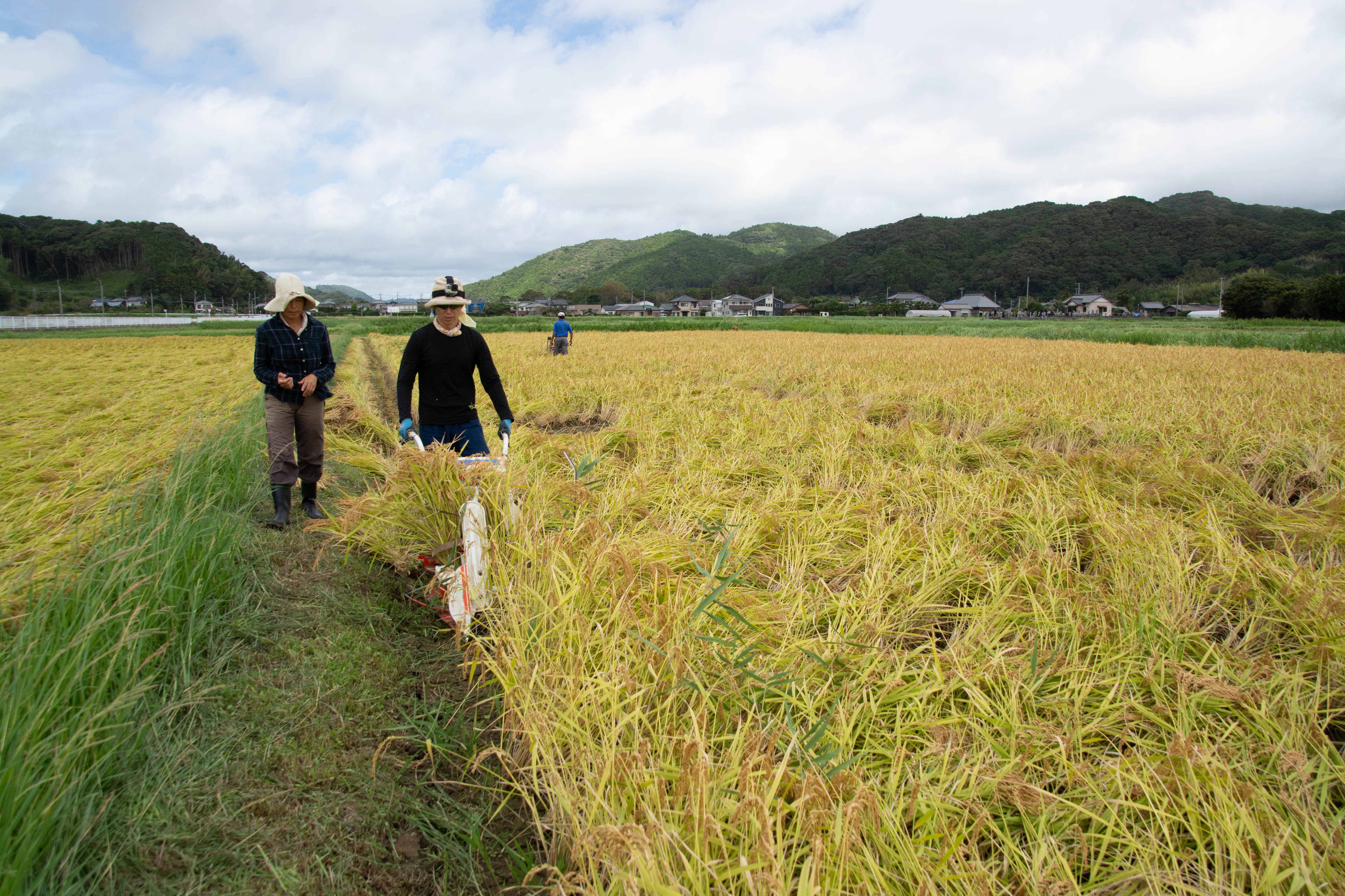 はざ掛け米トラスト 稲刈り