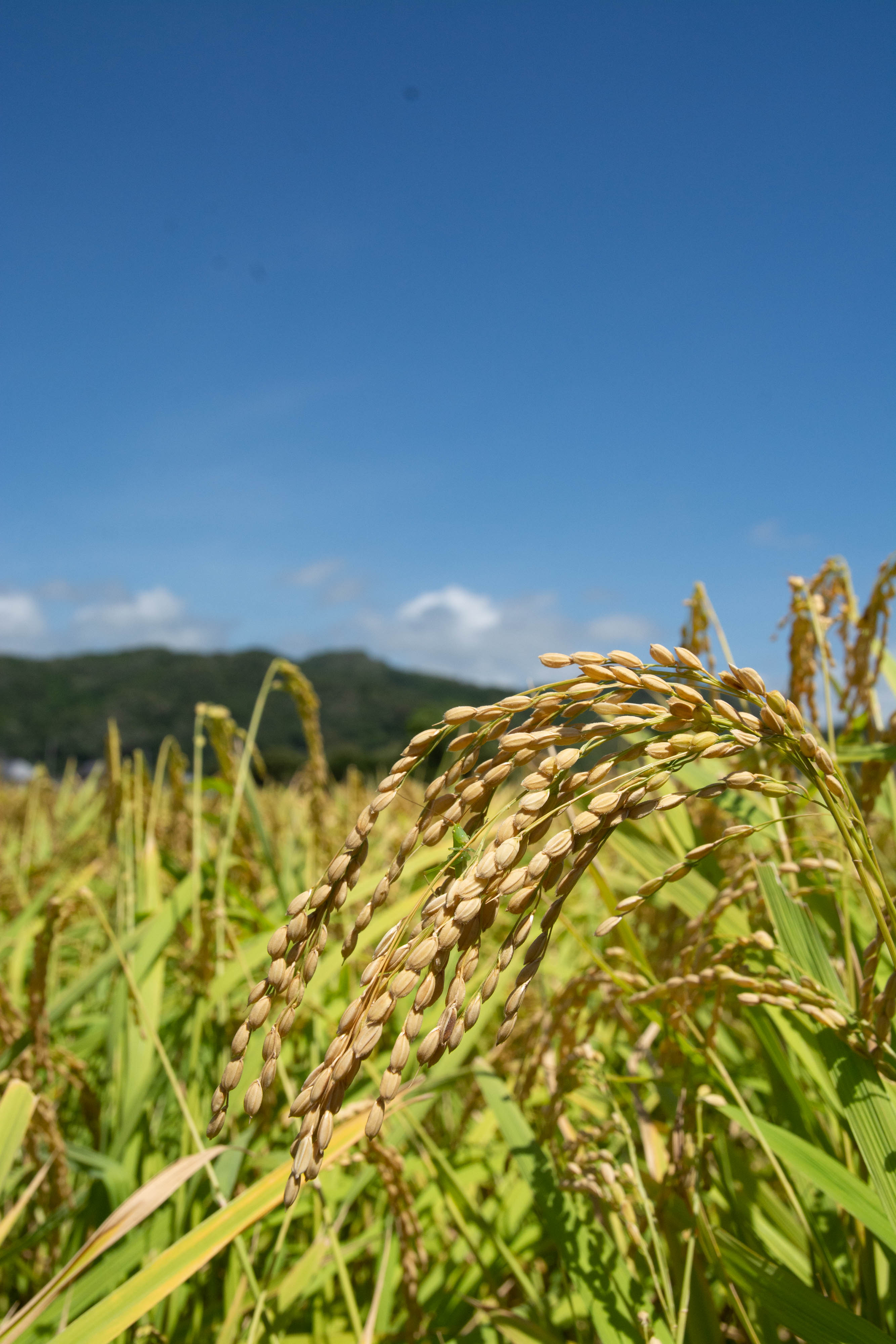 8月の田んぼ 収穫間近