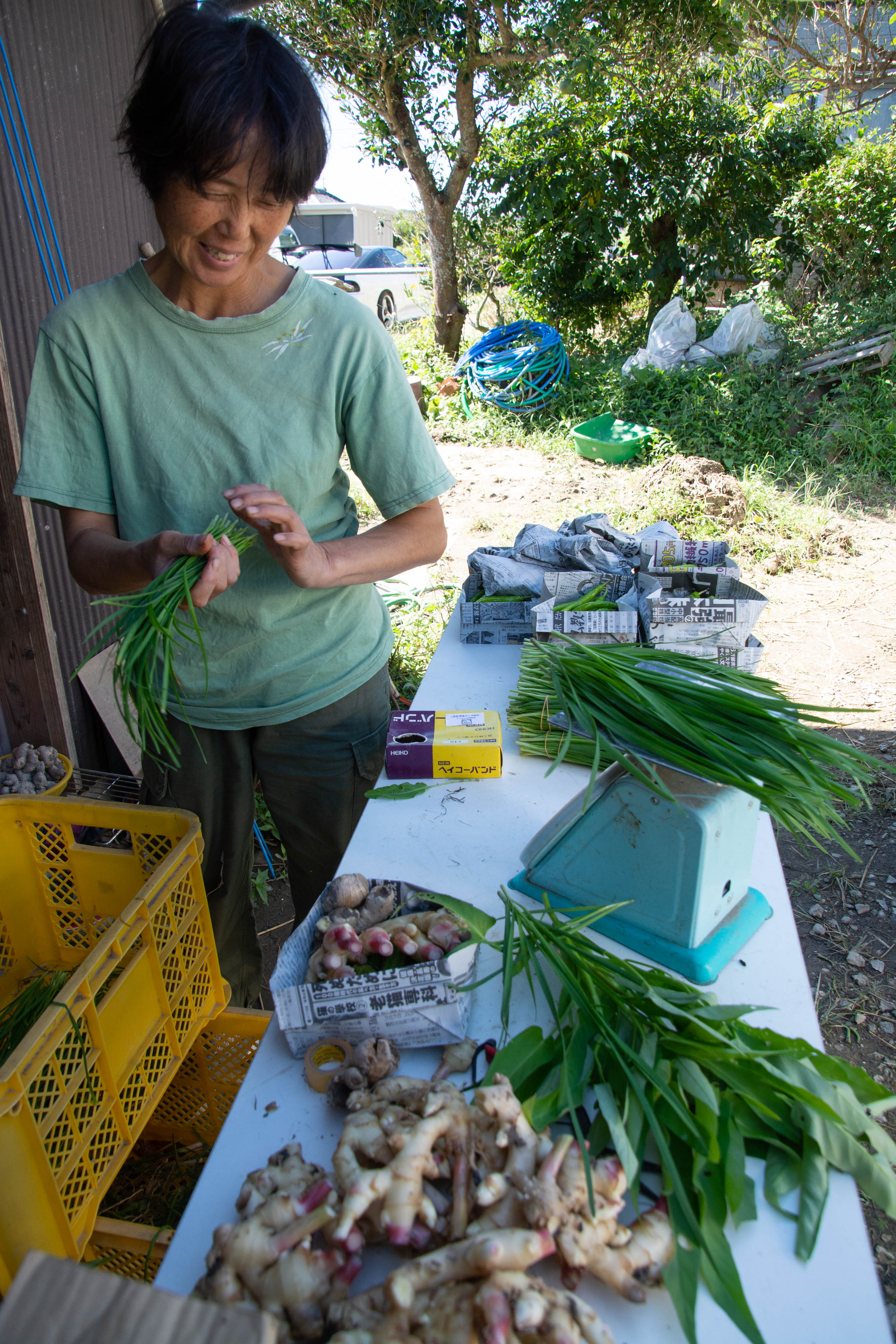 野菜の出荷 にら