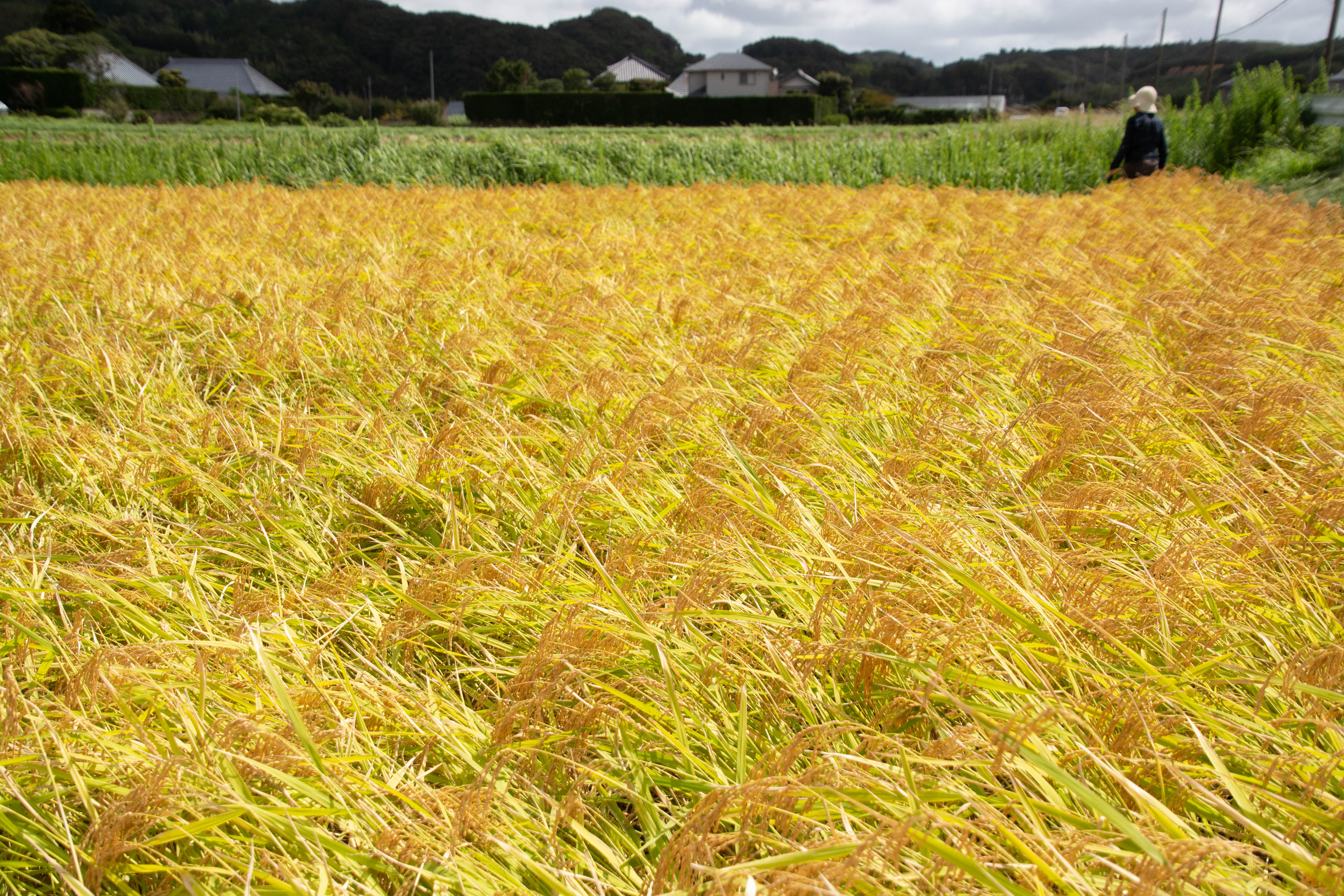 色づくトラストの田んぼ
