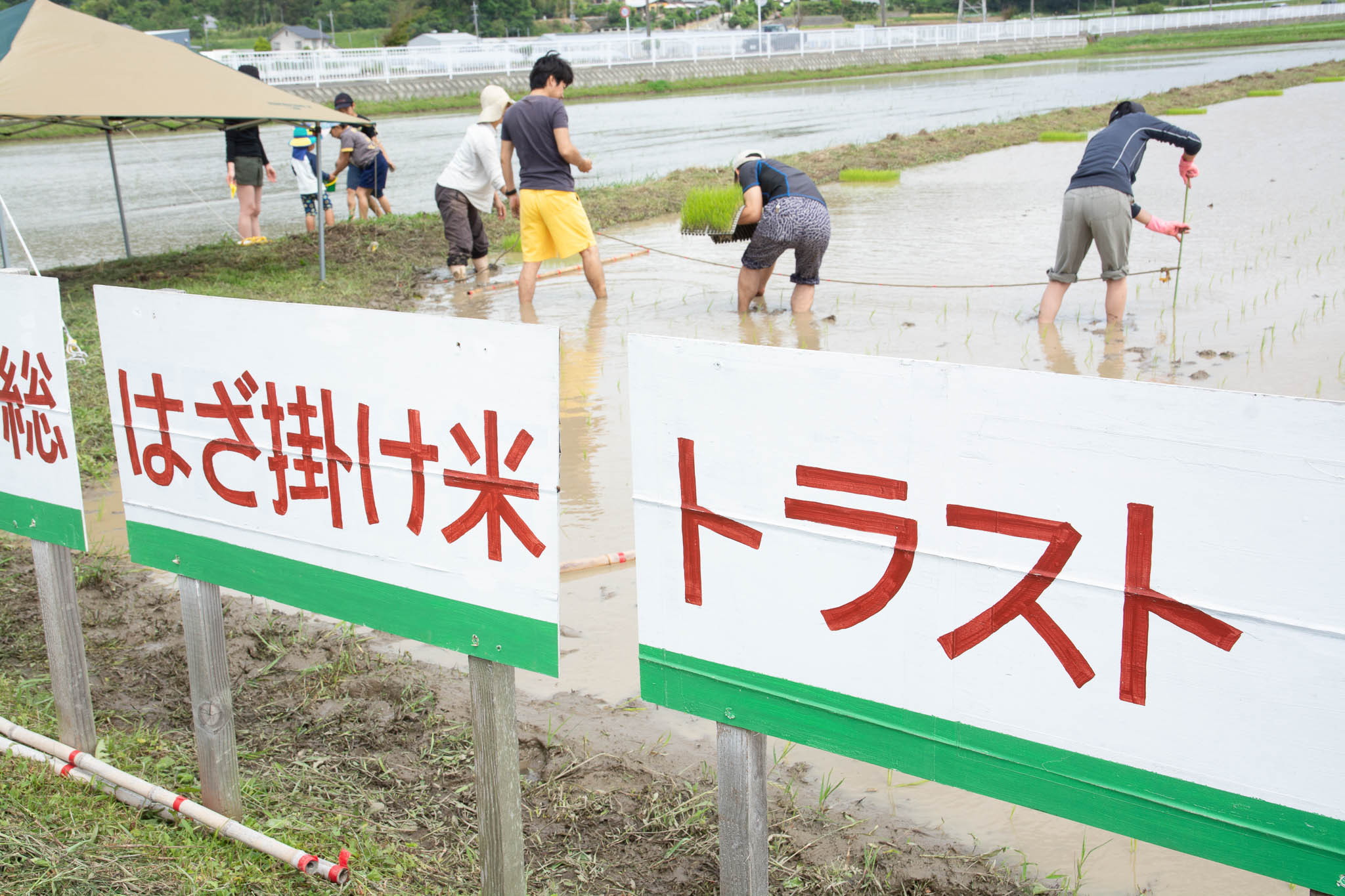 はざ掛け米トラスト 田植え