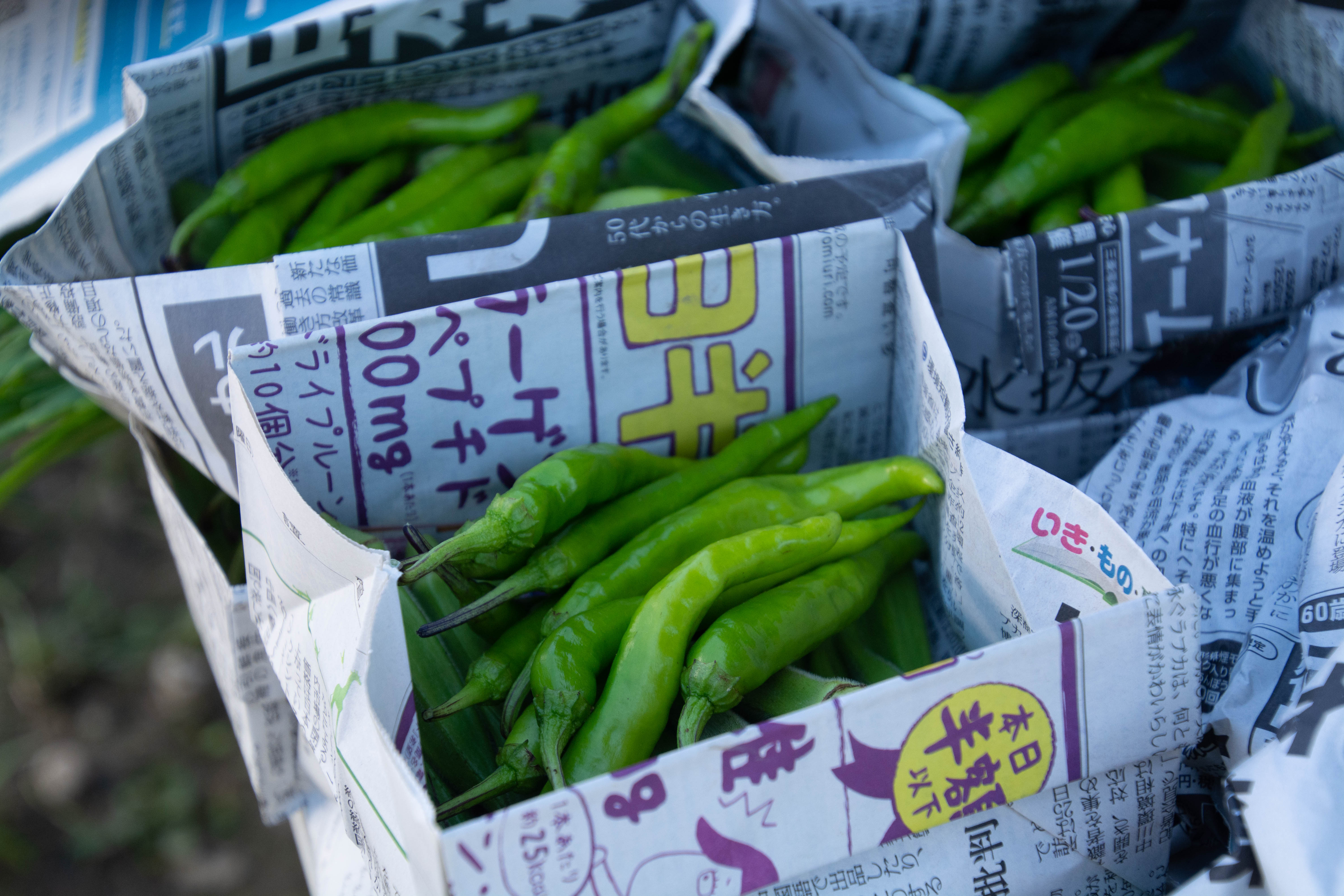 野菜の出荷 甘とうがらし