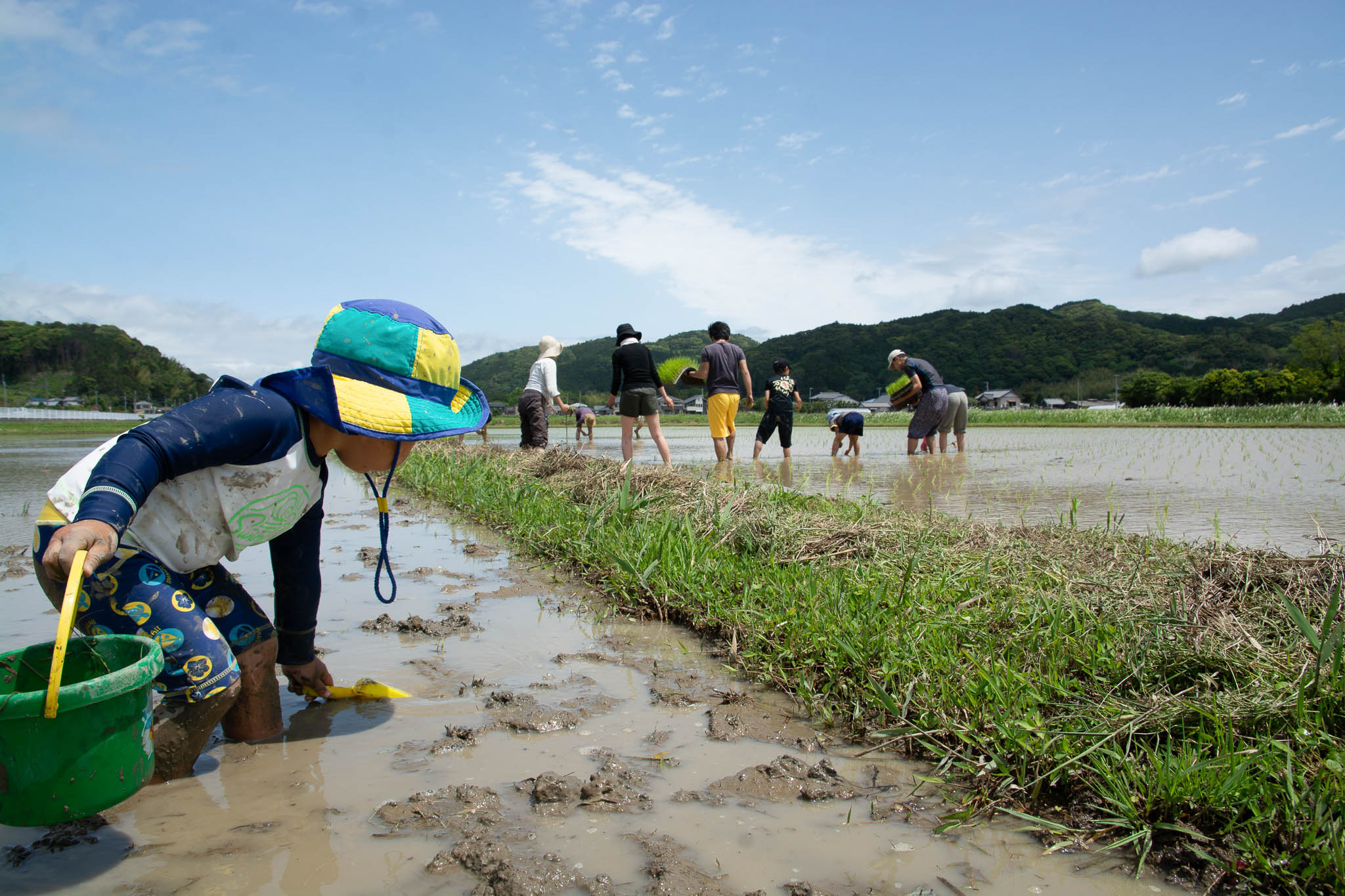 はざ掛け米トラスト 田植え