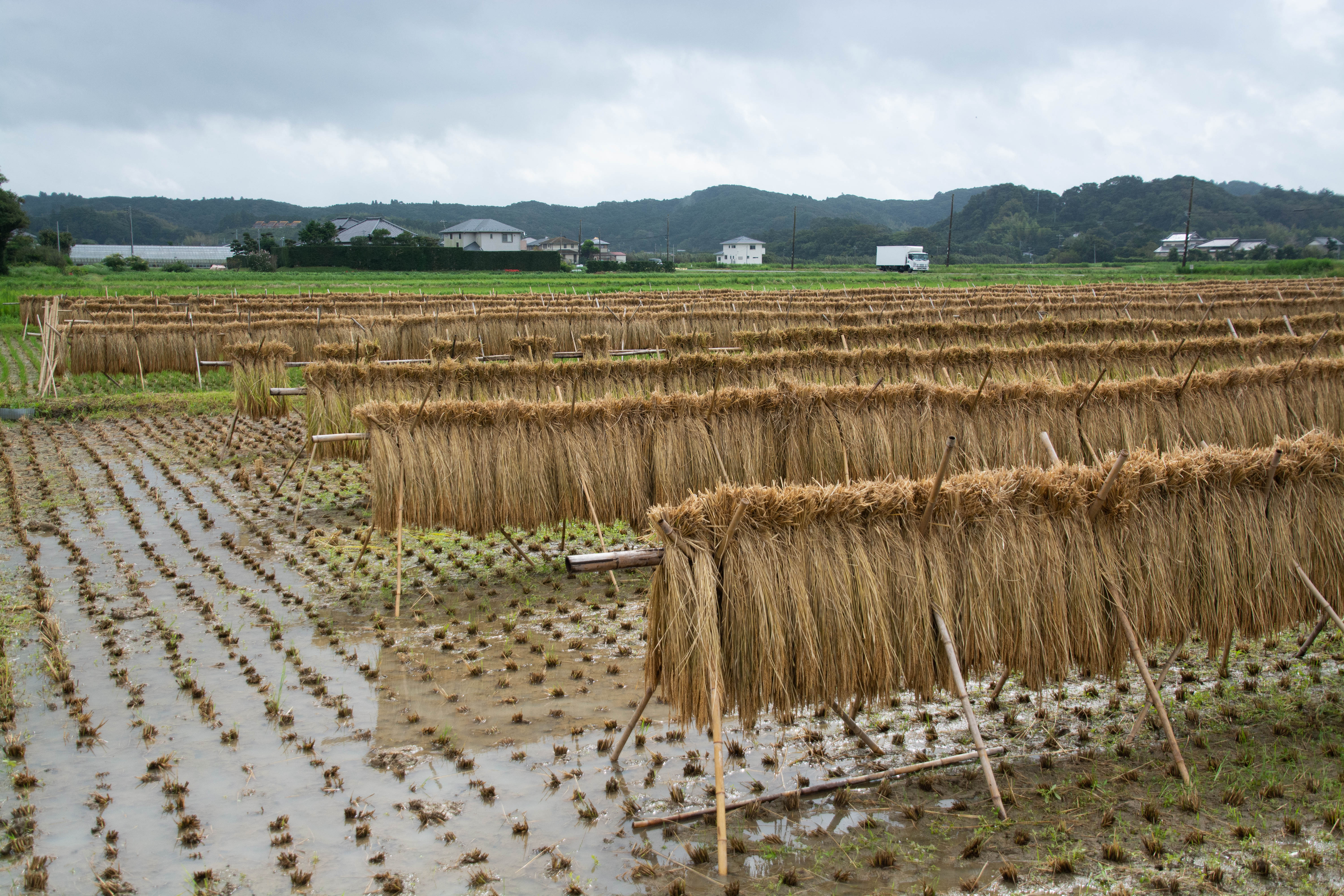 9月の田んぼ はざかけの稲