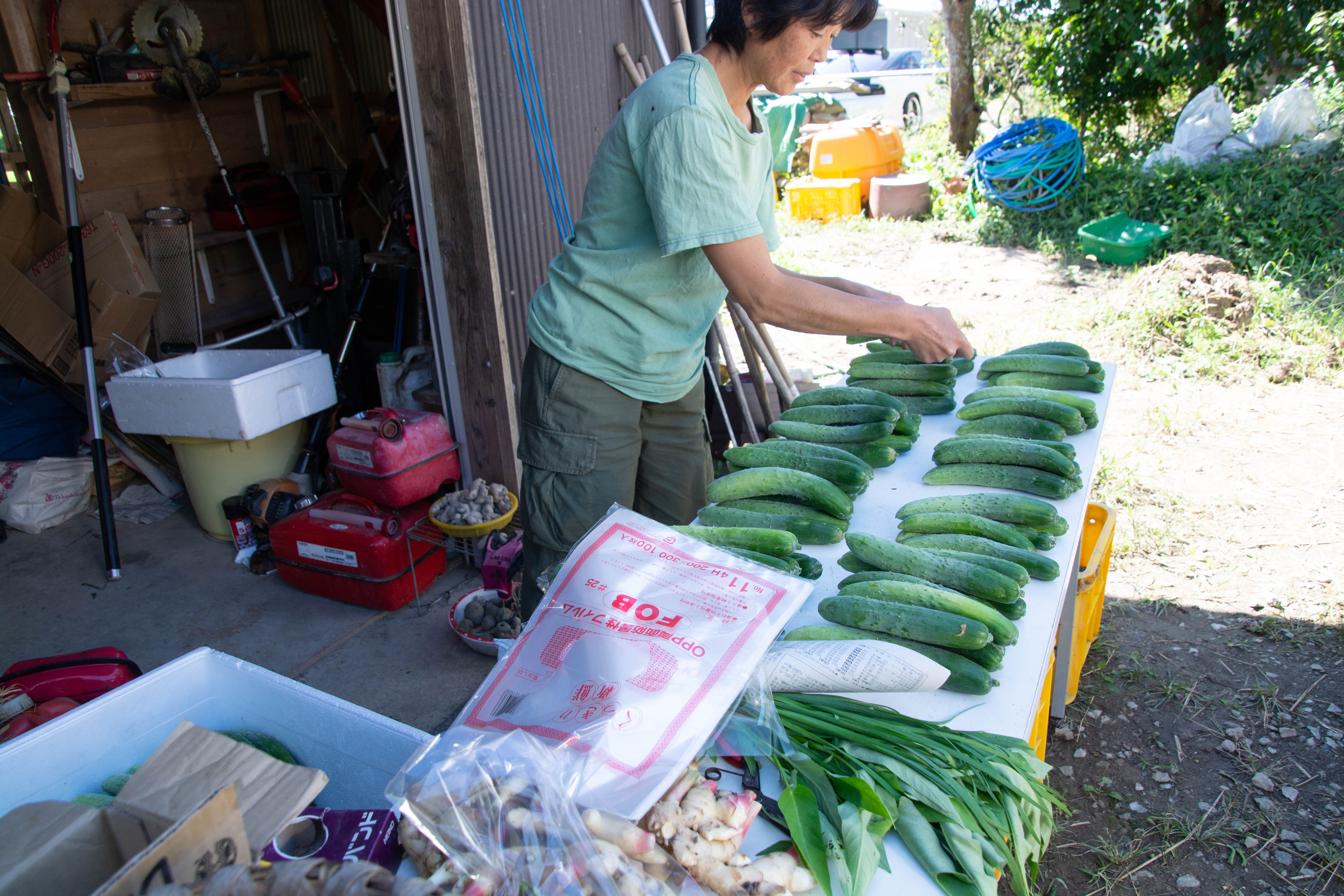 野菜の出荷 地這いきゅうり