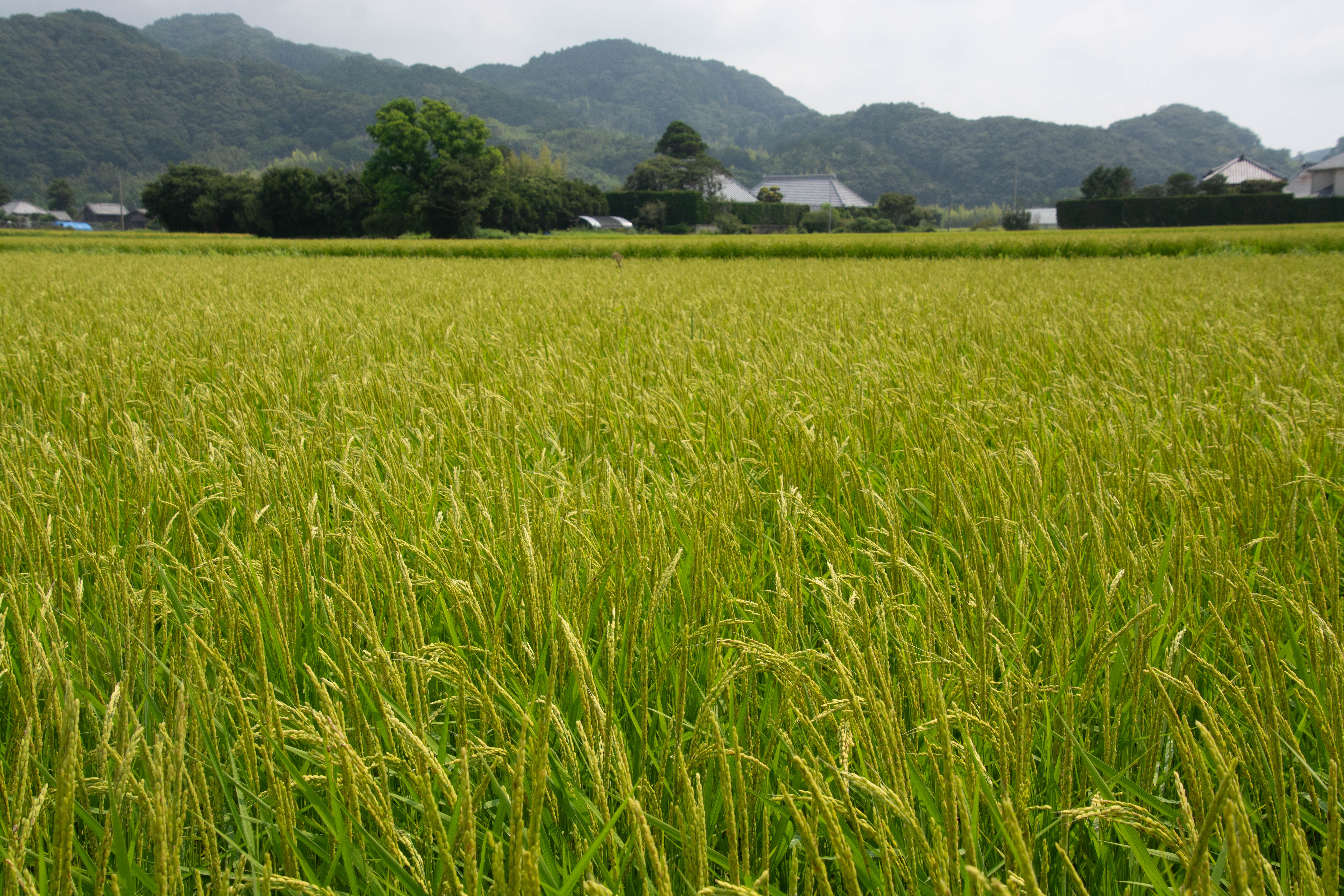 8月の田んぼ 色づきはじめる
