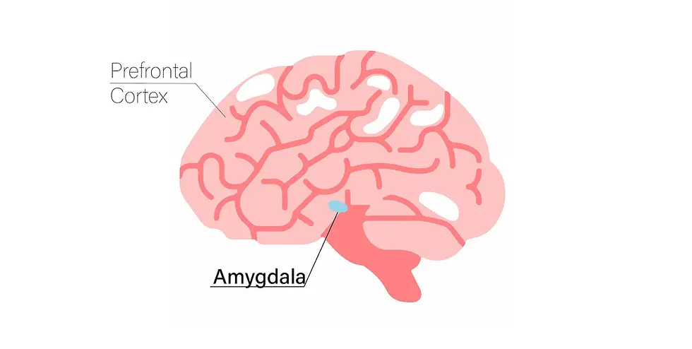 A pink brain showing the locations of prefrontal cortex and amygdala