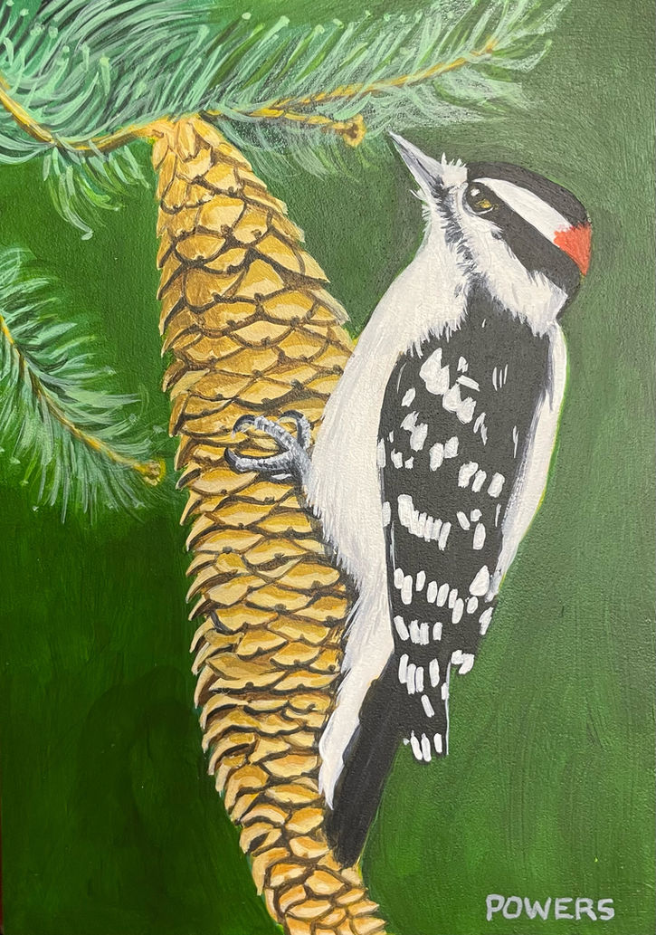 Woodpecker Study II 5” x 7”