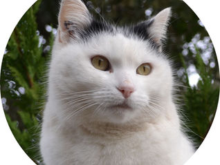 LITIÈRE A L'ARGILE MONTMORILLONITE – ILLITE