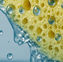 Understanding Adsorption and Absorption with Clay