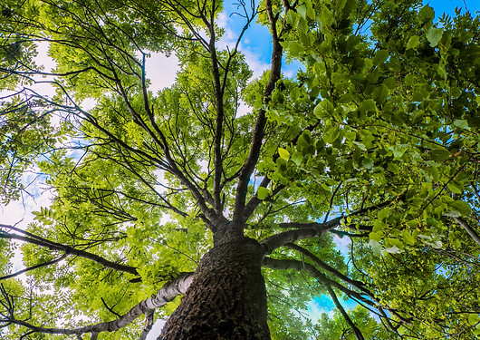 low-angle-shot-of-blooming-tree-in-sharr-mountain-2023-11-27-05-01-05-utc.jpg