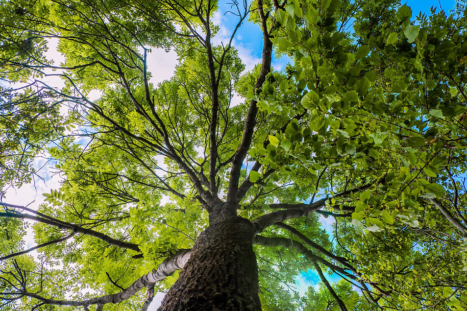 low-angle-shot-of-blooming-tree-in-sharr-mountain-2023-11-27-05-01-05-utc.jpg