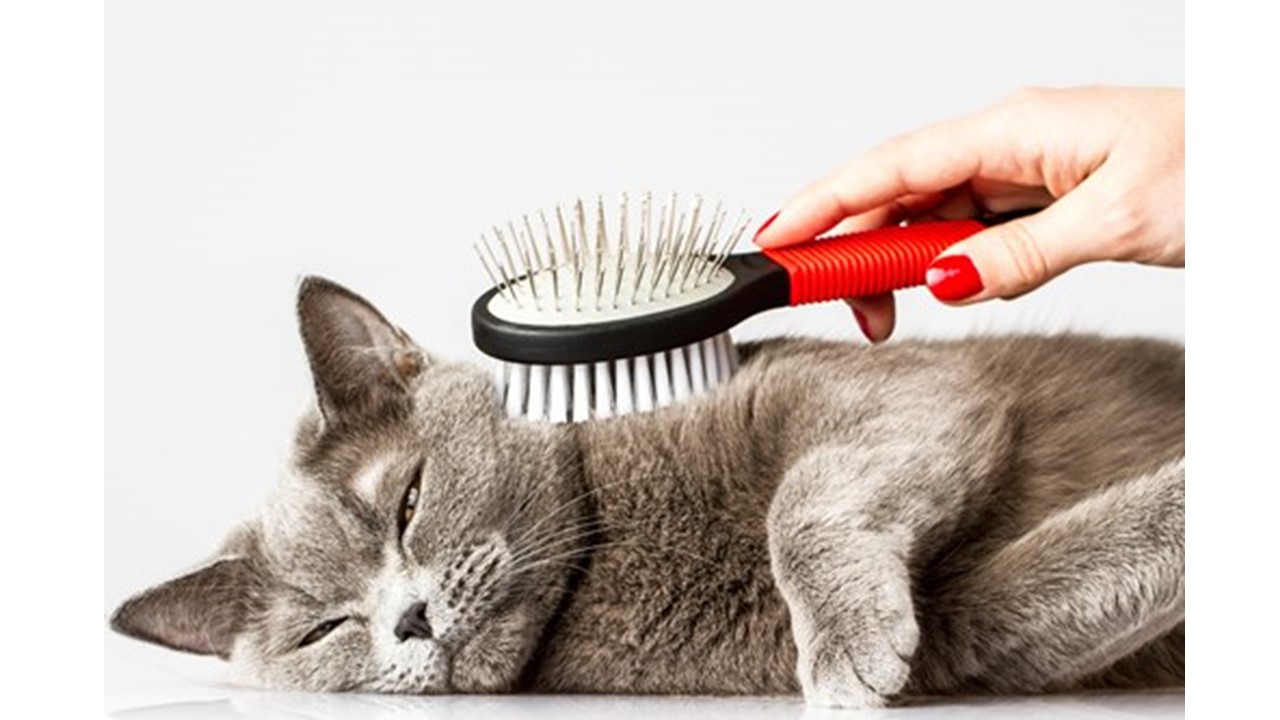 Organização para PETS