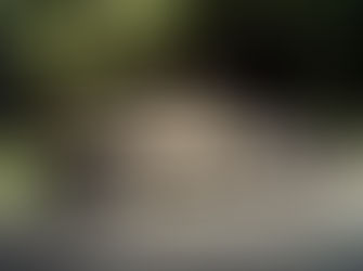 The Vintage Car Collection