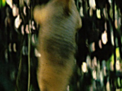 Expedición V: En el Amazonas se ve primero con los oÃdos.