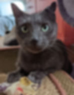 Pet-Adoption_Pawsitive Match
