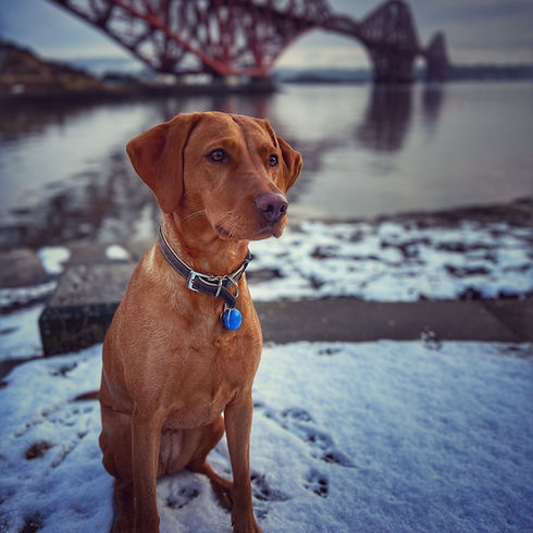 fox red labrador