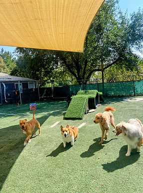 dogs explorer.jpeg