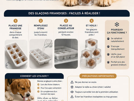 🐾 Comment rafraîchir son chien en été avec des friandises glacées ? ❄️
