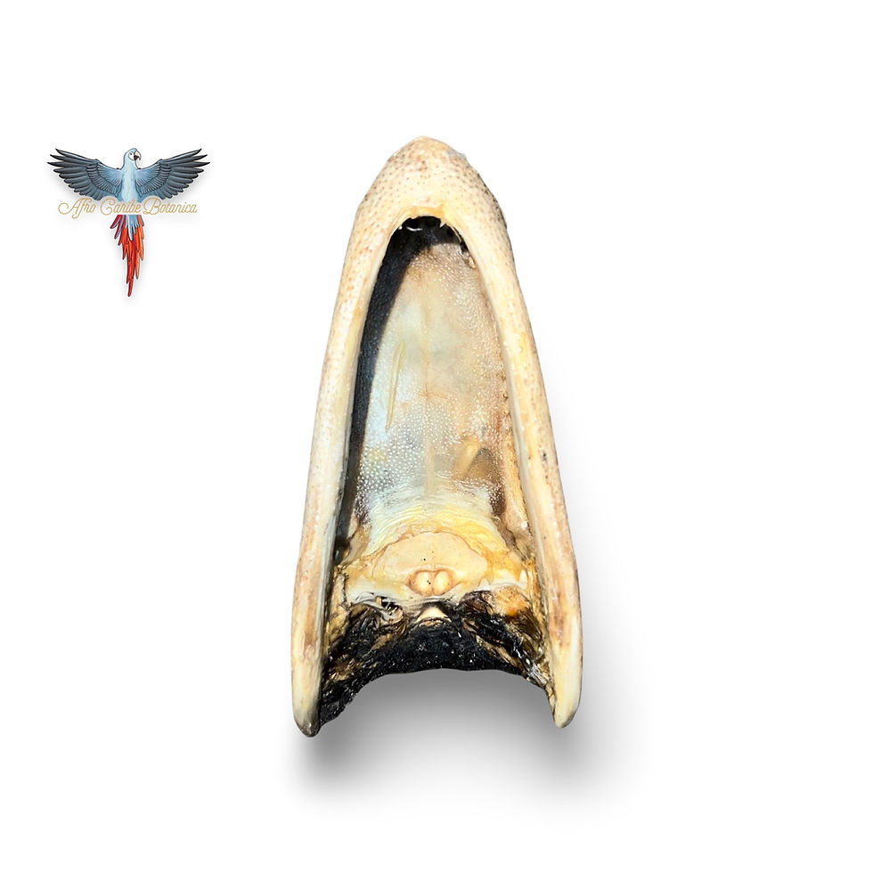 Thumbnail: Taxidermy Alligator Head - Bottom Side