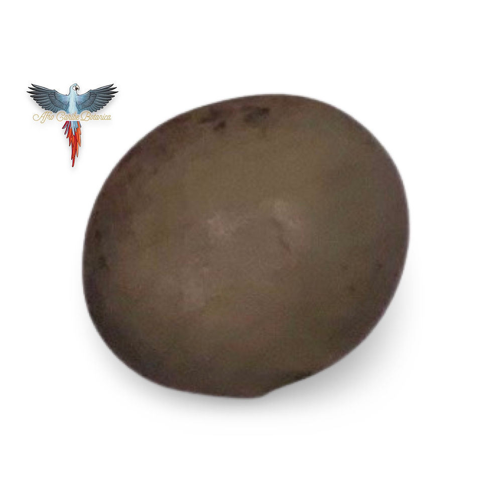 Miniatura: Guacalote Seed – Quita Maldicion