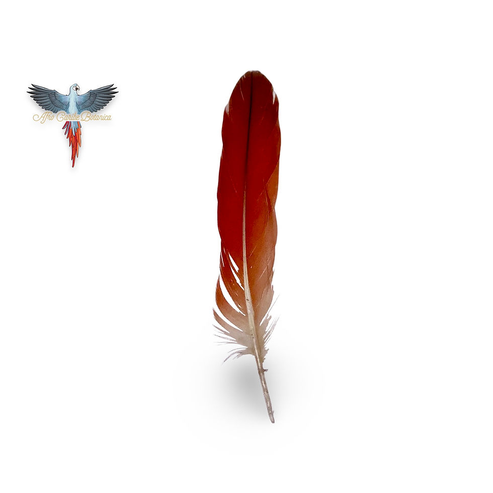African Grey Parrot Feather - Iye Odidere - Ikode
