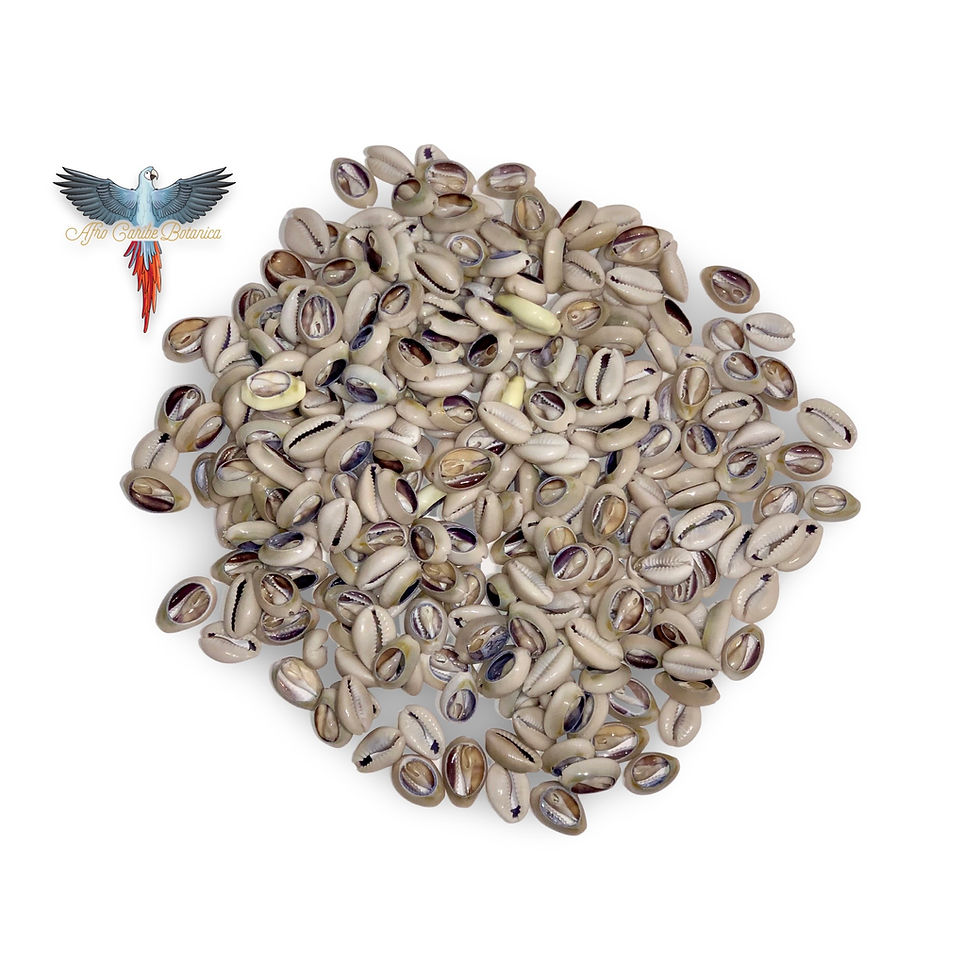 Miniature : Cowrie Shells - Dark Opened Bunch