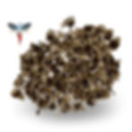 Moringa Seeds