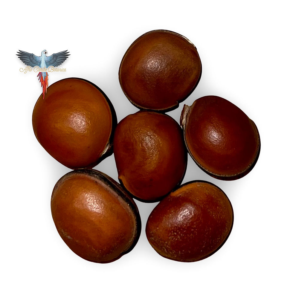 Thumbnail: Ox Eye Seeds - Ojo De Buey