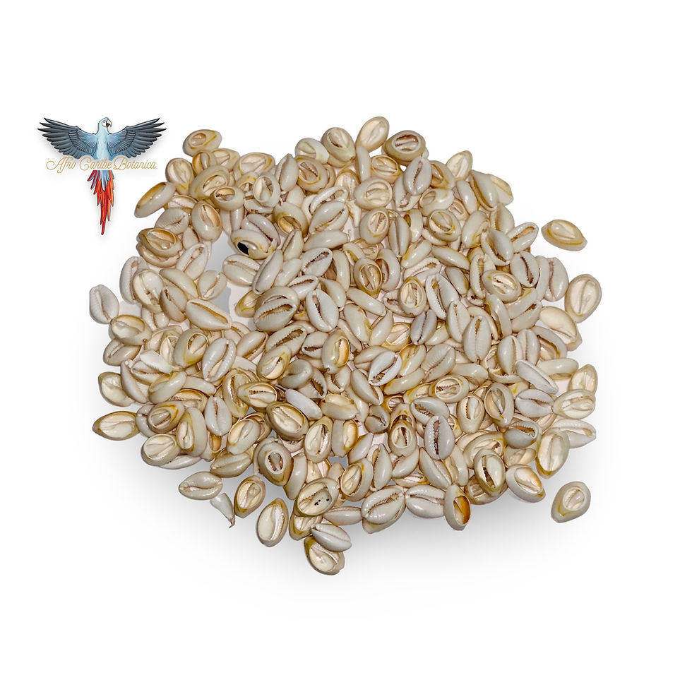 Miniature : Cowrie Shells - White Opened Bunch
