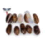Kapok - Ceiba Tree Seed Pods