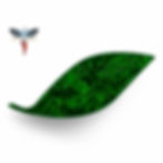 Dried Yoruba Herbs - Ewe Osayin