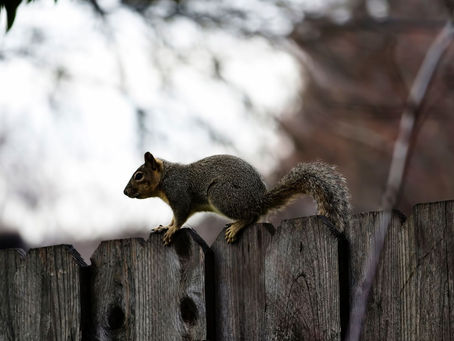 A gray squirrel is perched on a wooden fence.