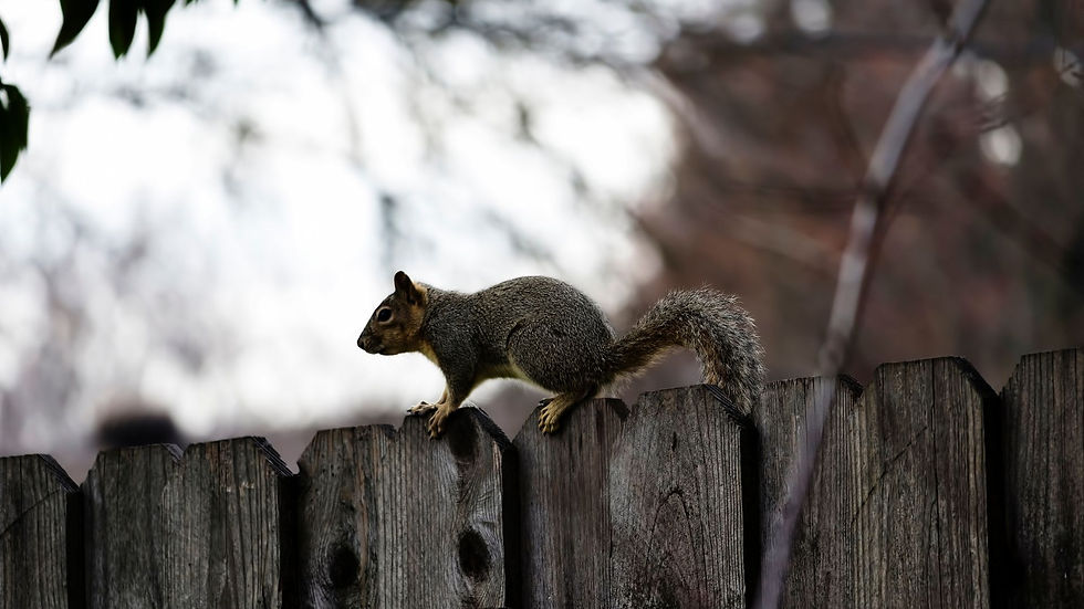 A gray squirrel is perched on a wooden fence.