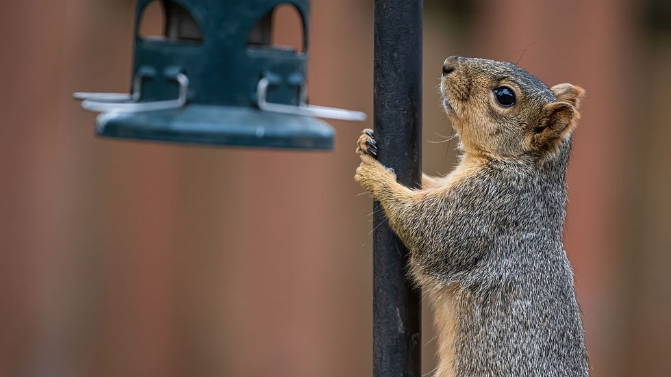The image shows a squirrel scaling a bird feeder pole to get to some bird seed and have a snack.