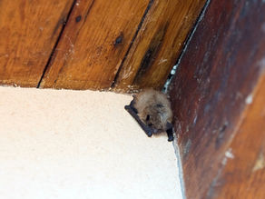 bat in corner of home