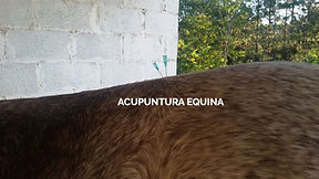 acupunutra equina