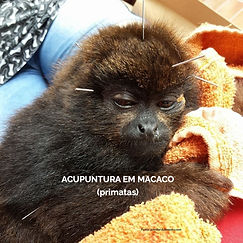 macaco recebendo Acupuntura Domiciliar