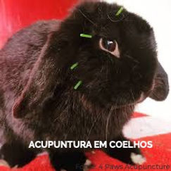 Coelho acupuntura