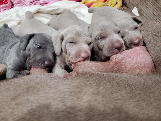 1stlitter6.jpg